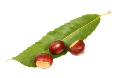 Chestnuts isolated clipart