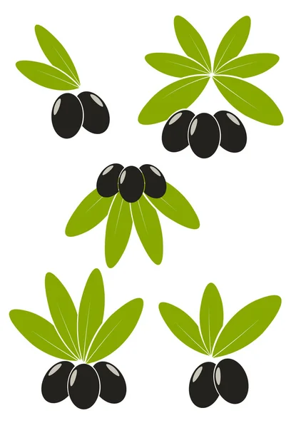 オリーブの葉を持つ — ストックベクタ