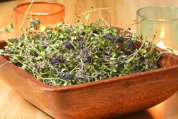 Thyme herb (Thymus serpyllum) — Stok Foto