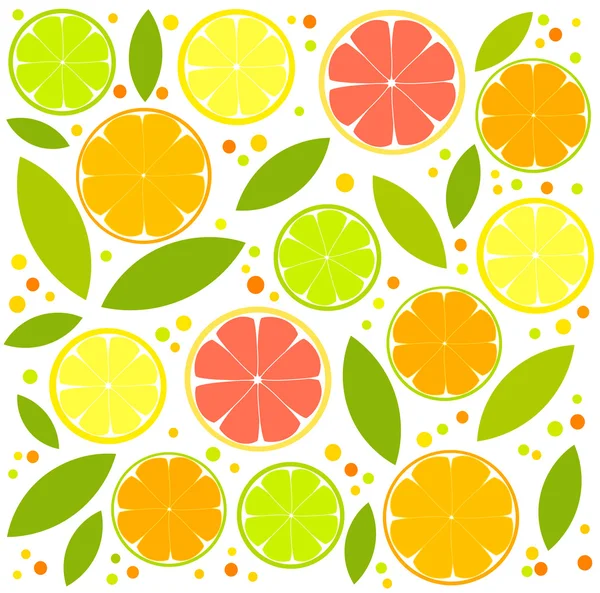 Citrus slices — Stock Vector