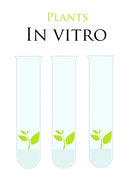 Plants in test tubes — Stock Vector