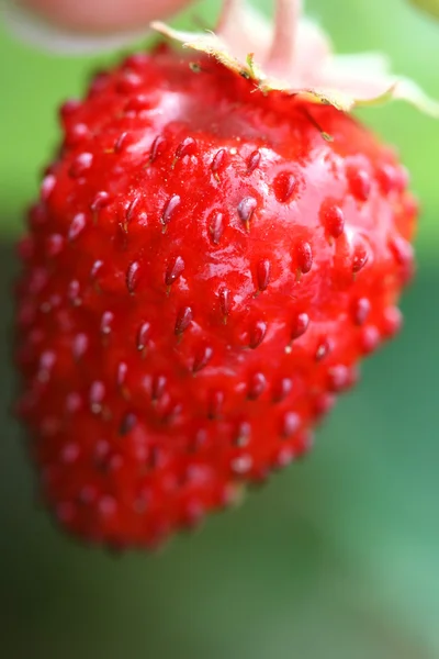 Wild strawberry frukt — Stockfoto