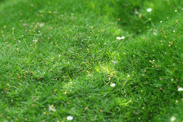 Kort gräs — Stockfoto
