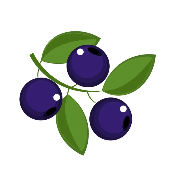 Blueberry — Stock Vector