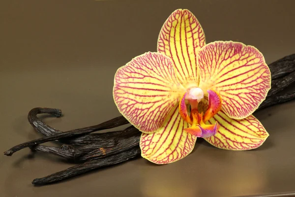 Vanilla pods and orchid flower — Stock Photo, Image