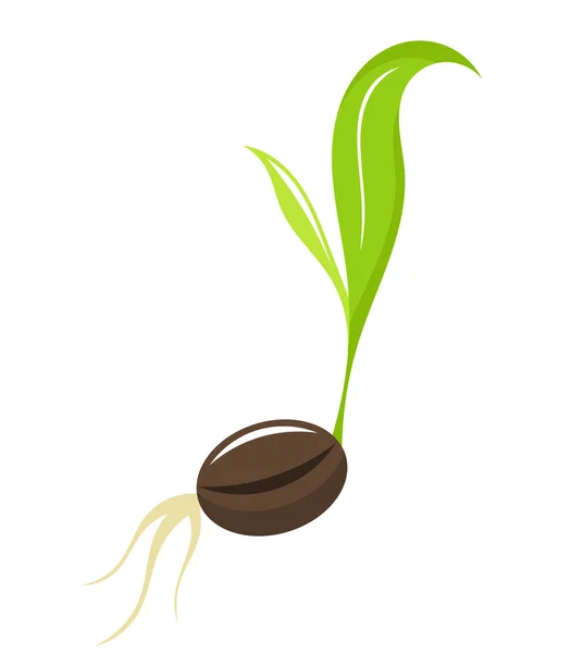 Seedling - newborn plant — Stock Vector