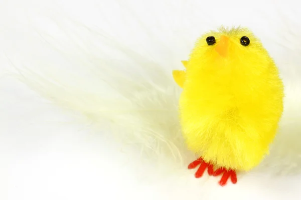 Chick and feather — Stock Photo, Image