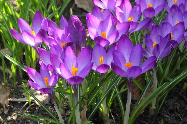 Violette Frühlingskrokusblüten — Stockfoto