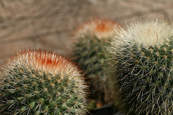Kaktuspflanzen — Stockfoto