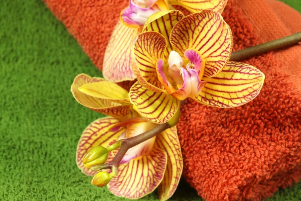 Orchidee und Handtücher — Stockfoto