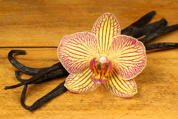 Orkidé och vanilj pods — Stockfoto