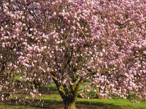 Magnolia arbre — Photo