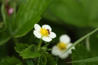 çilek üzerinde karınca