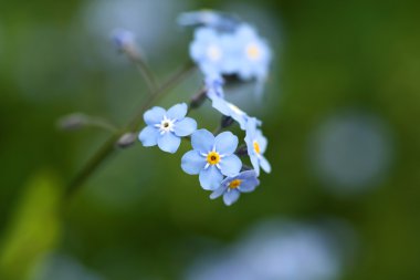 Forgetmenot