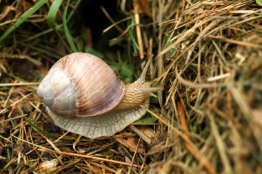 salyangoz yürüyüşü