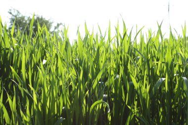 Mısır gevreği alanını kapat