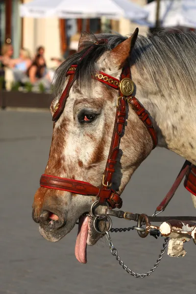 Caballo cansado — Foto de Stock