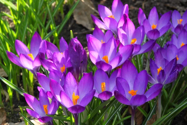 Sign of spring - crocus — Stock Photo, Image