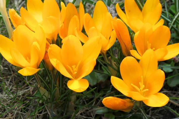 Flores amarelas de croco — Fotografia de Stock