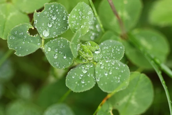 Clover with water drops — Stock Photo, Image
