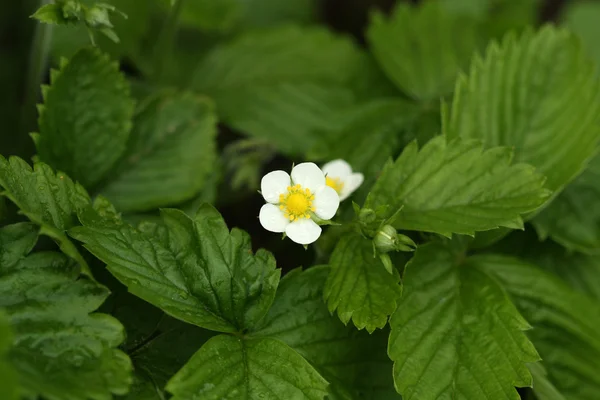 Wild strawberry flower — Stock Photo, Image