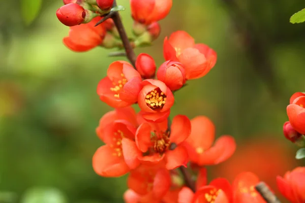 Chaenomeles floração — Fotografia de Stock