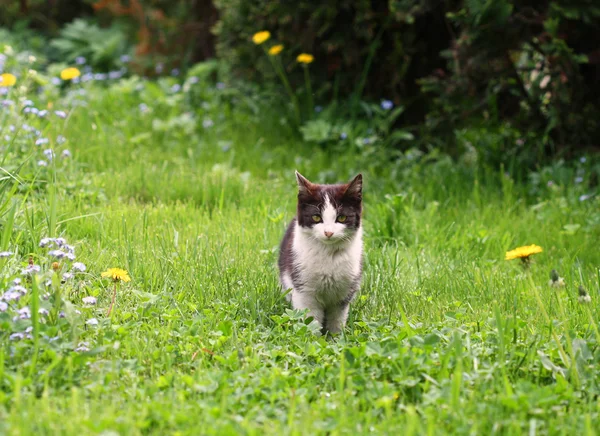 Schwarz-weiße Katze im Garten — Stockfoto