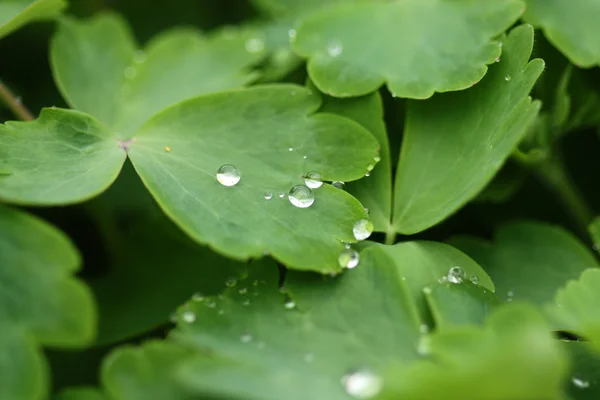 Raindrops — Stock Photo, Image