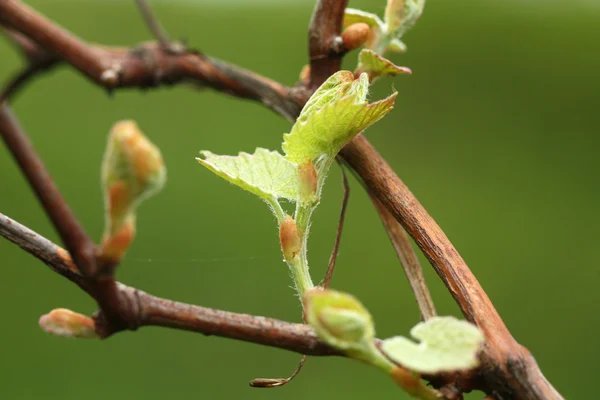 Weinrebe — Stockfoto