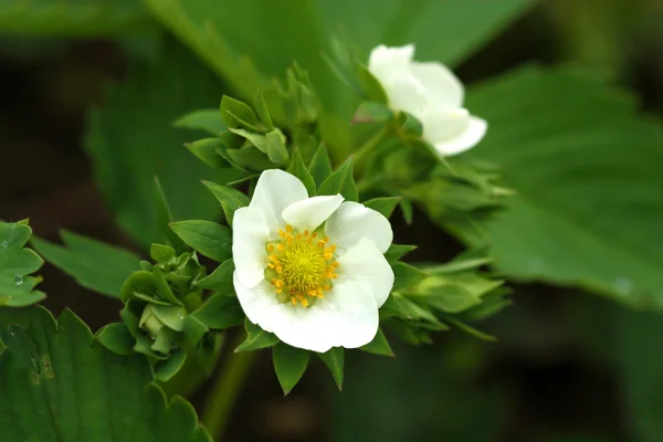 Fleur de fraise — Photo