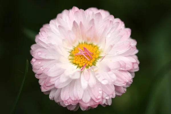 一个雏菊 — 图库照片