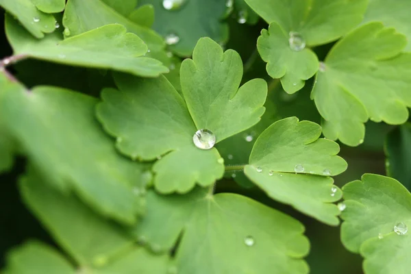 Droplets in nature — Stock Photo, Image