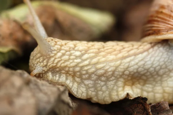 Macro della lumaca — Foto Stock