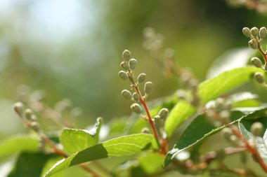 tomurcukları güneş