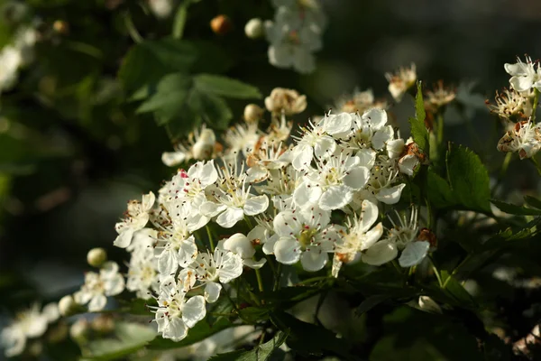 Aubépine floraison — Photo