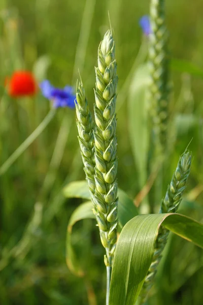 Grano verde — Foto de Stock