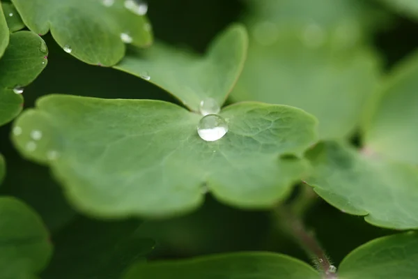 Drop in nature — Stock Photo, Image
