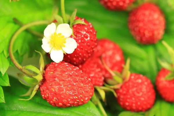 Wild strawberry with flower — Stock Photo, Image