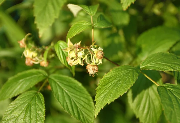Raspberry shrub — Stock Photo, Image