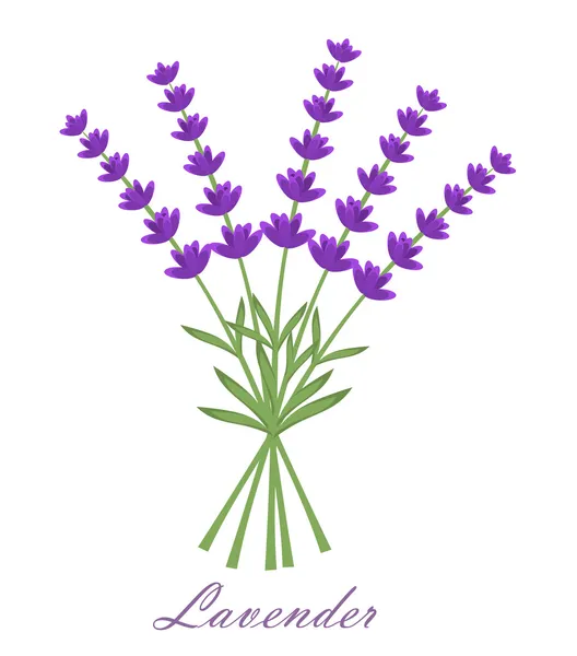 Lavanda — Vetor de Stock