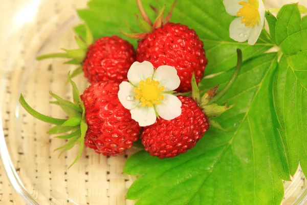 Fragrant wild strawberries — Stock Photo, Image