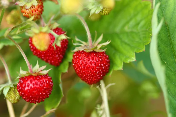 Vilde jordbær Plante - Stock-foto