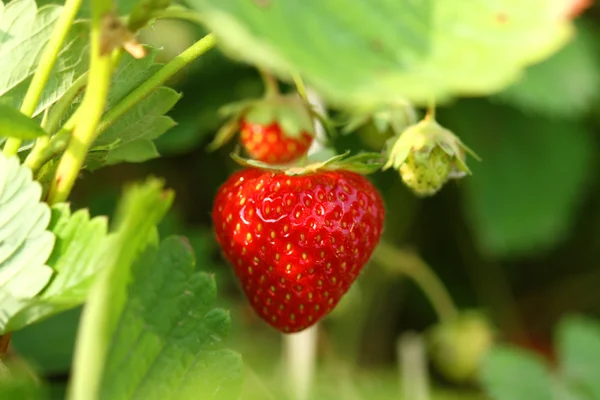 Aardbei op struik — Stockfoto