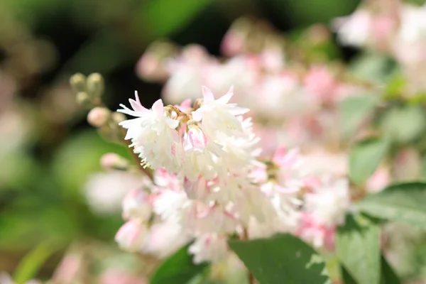 Flores brancas cheias — Fotografia de Stock