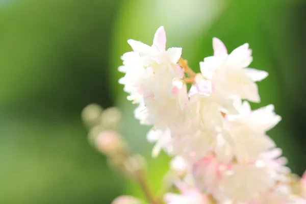 Volle weiße Blüten — Stockfoto