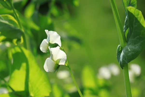 Pianta di piselli — Foto Stock