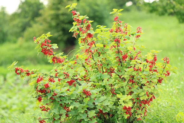 Arbuste de groseille rouge — Photo