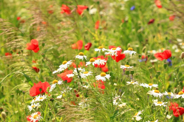 Camomille dans la nature — Photo