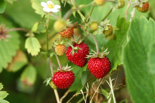 Wild strawberry bush — Stock Photo, Image