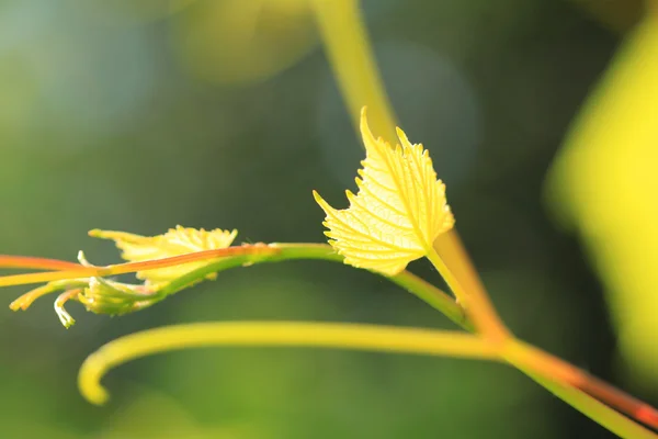 Vitis vinifera bitkisi — Stok fotoğraf